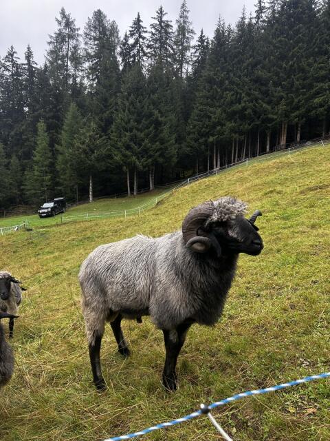 HB Tiroler Steinschafwidder zu verkaufen