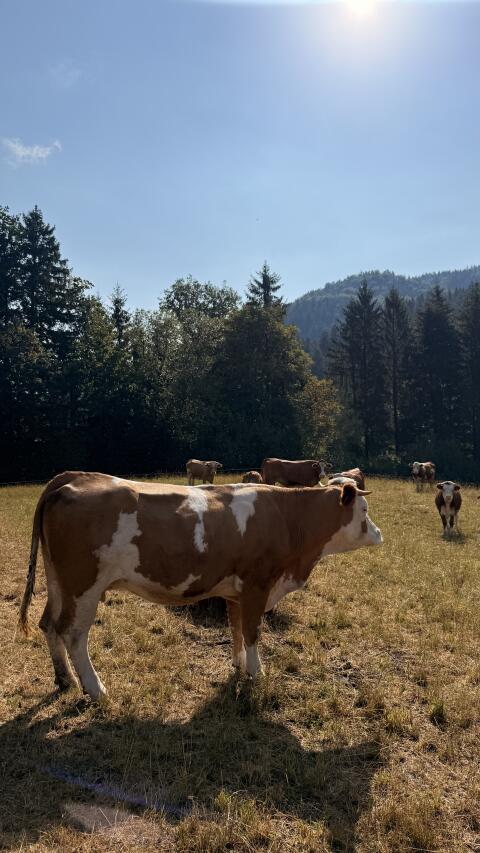 Bio-Mutterkühe mit Kalb oder trächtig