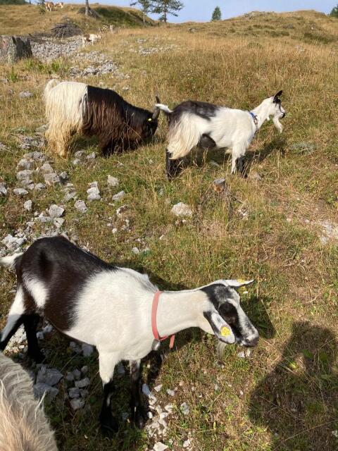 Walliser Ziegenbock