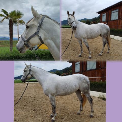 Warmblutstute Freizeit und Dressur