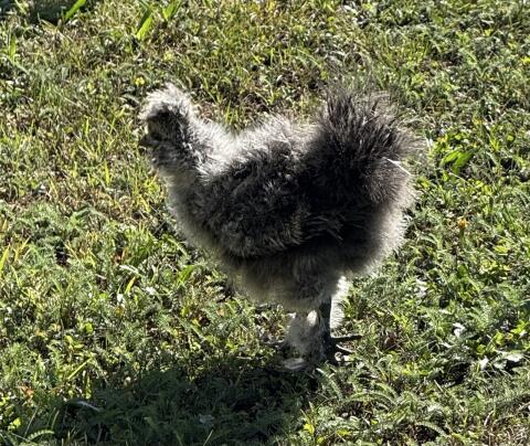 Seidenhuhn-Mix Küken