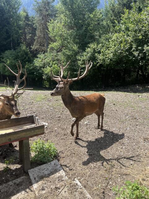 Rothirsch Klasse 3, Wildbret dabei