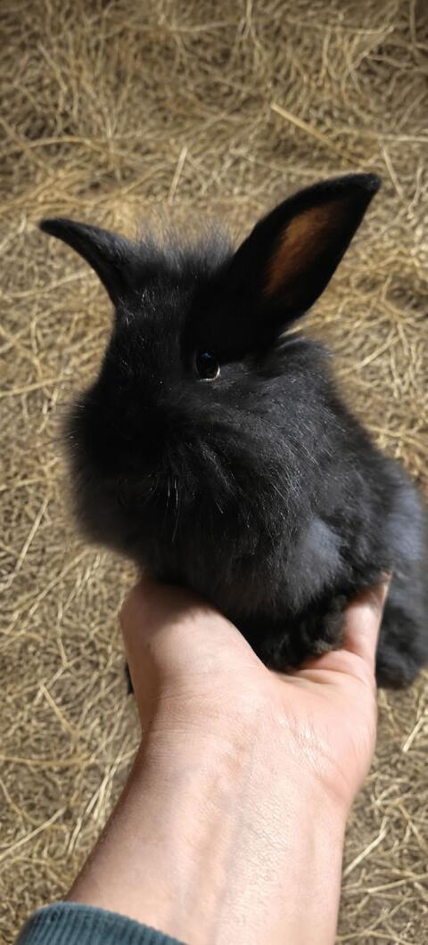 Zwergkaninchen