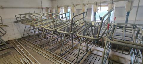 Aufstallung Zuchtschweine 2012