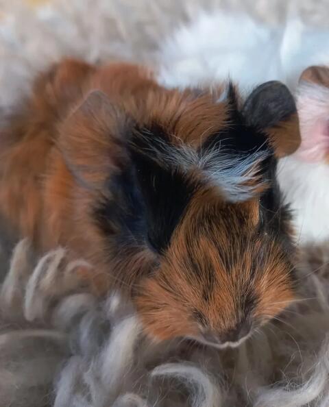 Meerschweinchen-Mädchen