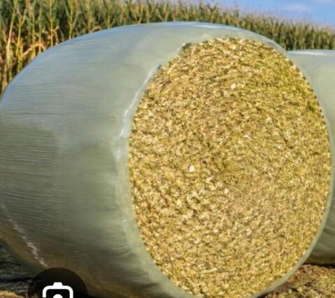 Mais-Silageballen