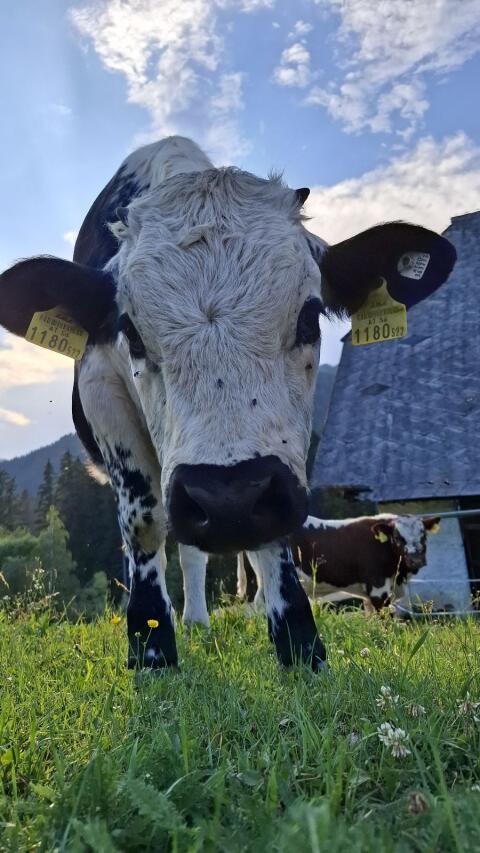 Pustertaler Sprinzen Kalbin
