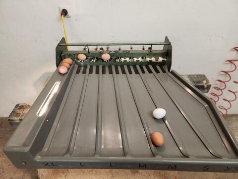 Eiersortiermaschine Benhil