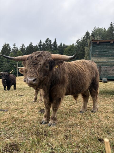 Hochlandrind-Stier
