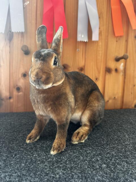 Zwergkaninchen, Zwerg Rex