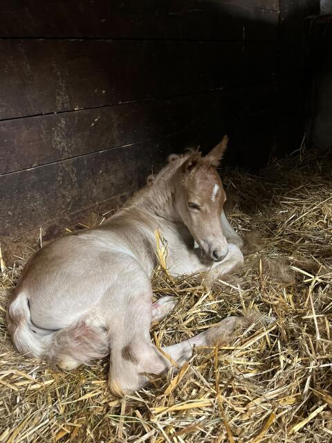 Haflinger Hengstfohlen