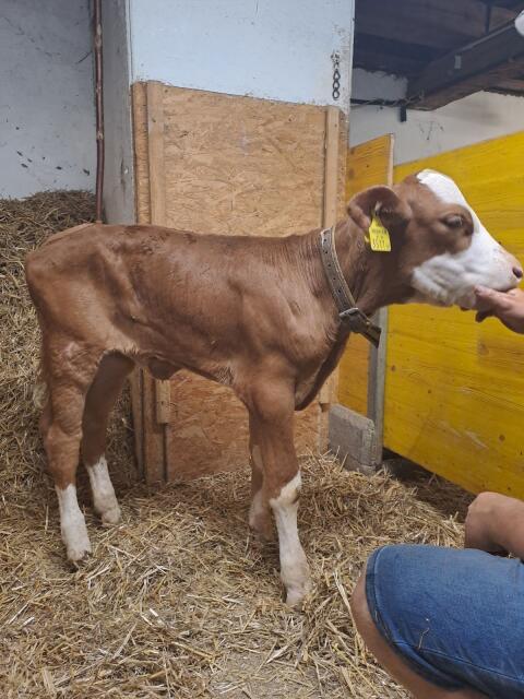 FV Kalb