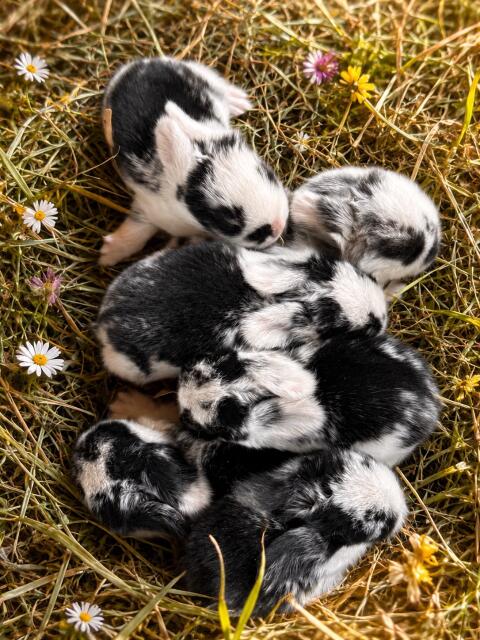 Mini Lop, Zwergwidder