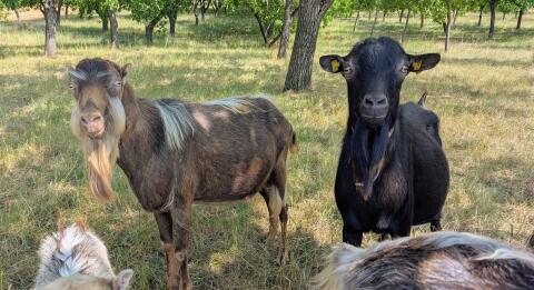Ziegenbock