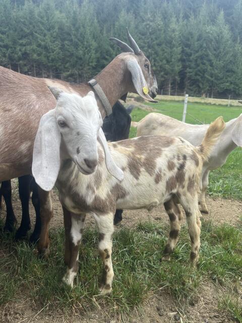 Anglo-Nubier-Herdbuchkitze und Bündner x Nubier Kitze