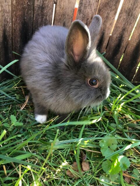 Zwergkaninchen