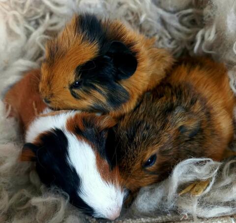 Meerschweinchen