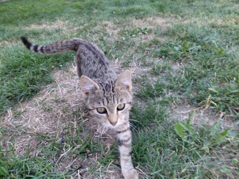 Katze