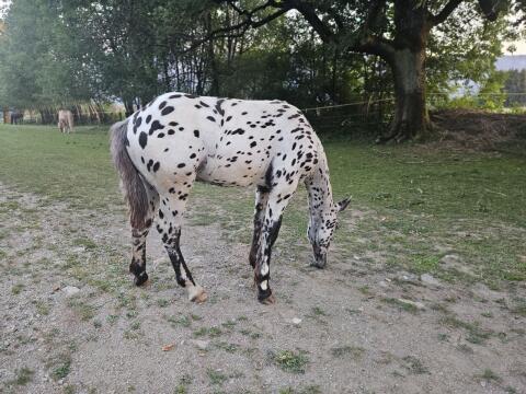 Hengst