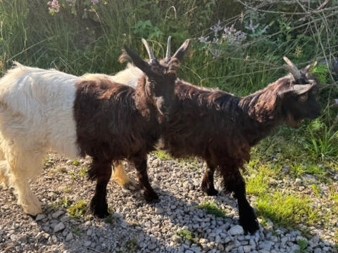 Walliser Schwarzhalsziege, 2 Kitz weiblich