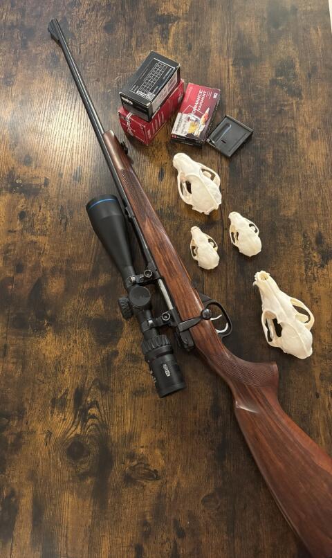 CZ Fox 223