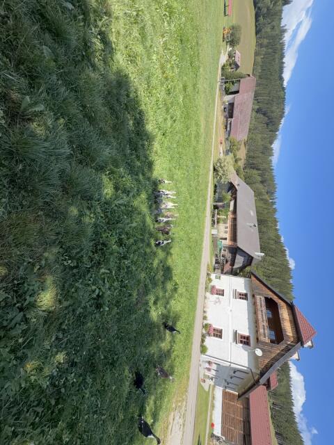 Laufenten