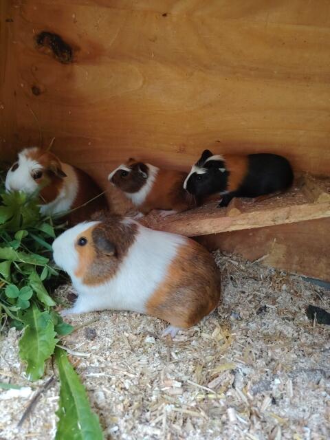Meerschweinchen