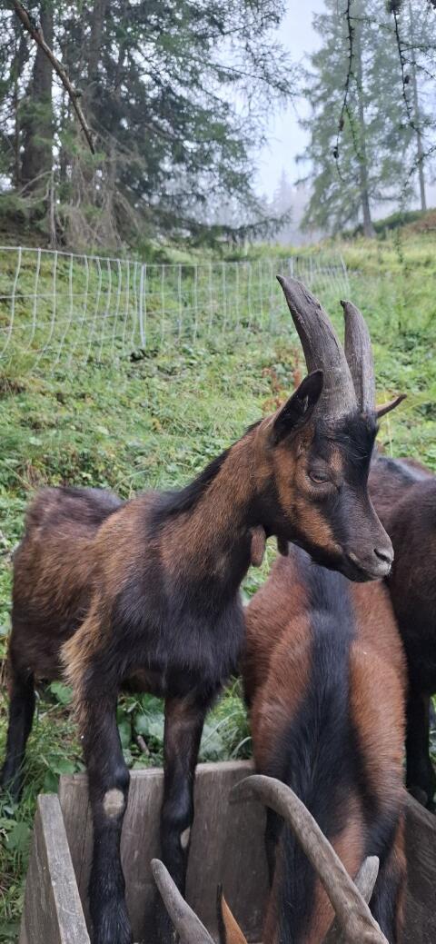 Ziegenbock