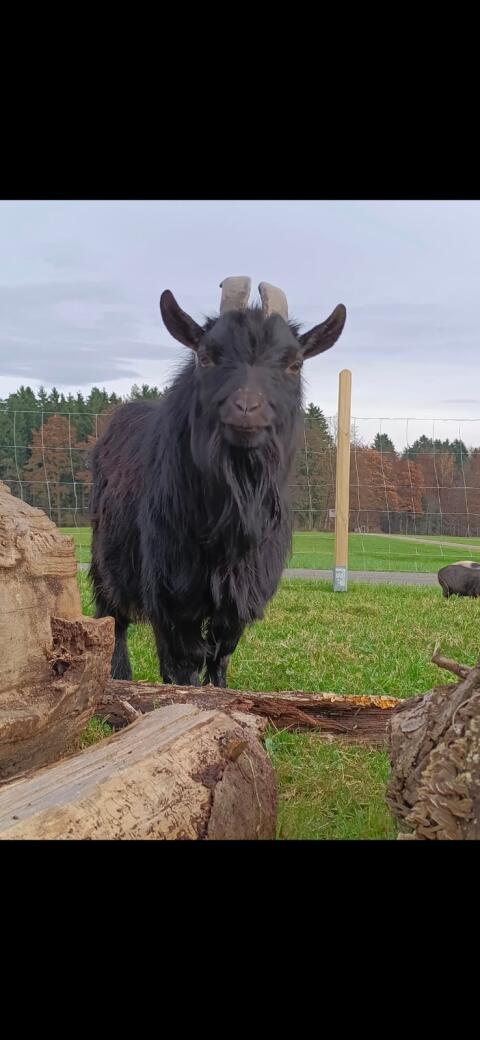Zwergziegenbock Paul