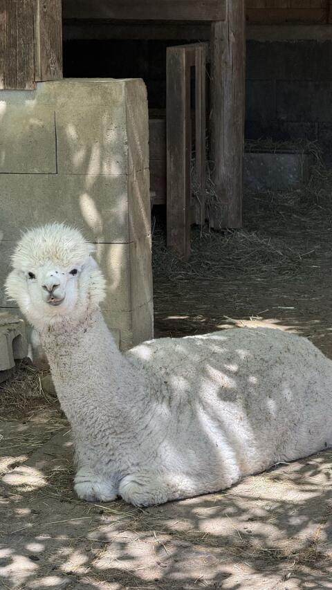 Alpakas