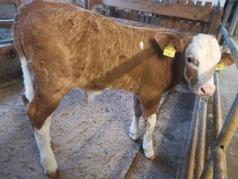 Bio-Stierkalb