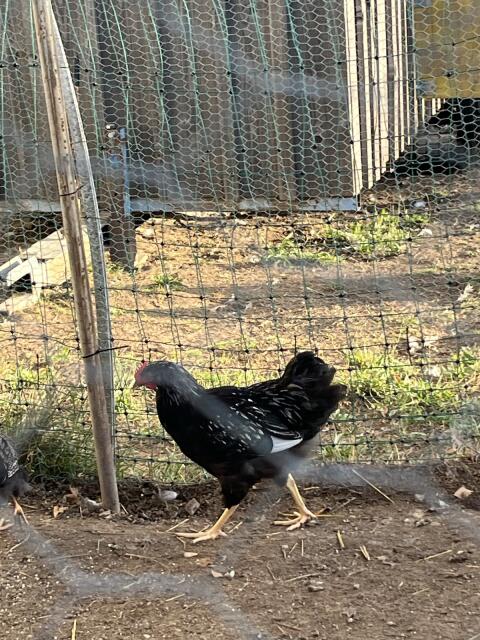 Barnevelder SSDG