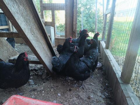 Australorp-Hennen