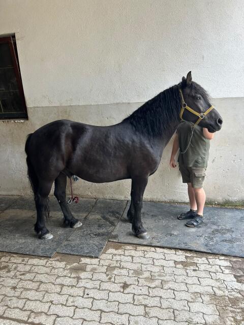 Haflinger-Mix
