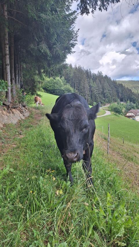 Verkaufe FV/Angus Kalbin