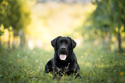 Labrador-Deckrüde mit FCI-Ahnentafel