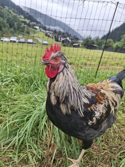 Rassegeflügel, Geflügel, Hähne, Hühner, Hahn, Huhn
