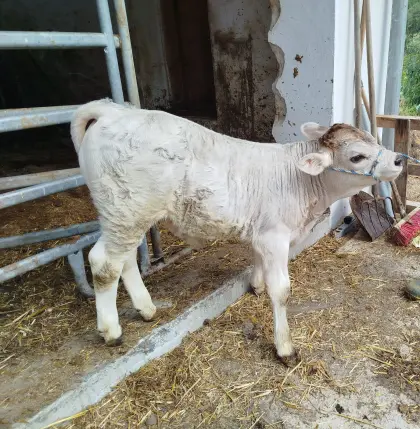 Tiroler Grauvieh Stierkalb „Chrisu“