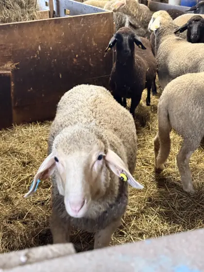 Merino-Widder