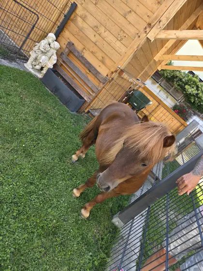 Mini-Shetty-Hengst, Stockmaß 82 cm