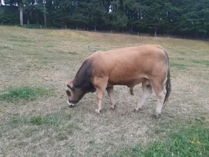Reinrassiger Aubrac-Stier