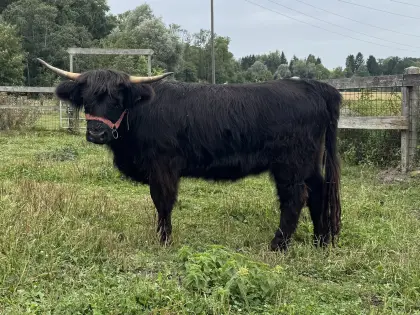 Hochlandrinder-Kalbinnen, schwarz