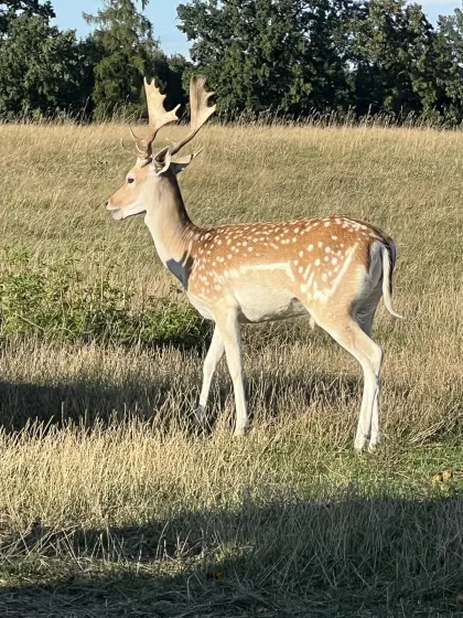 Damhirsch