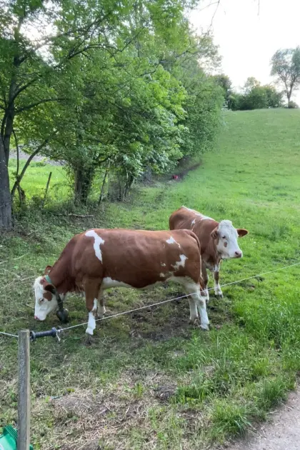 Trächtige Bio-Zuchtkalbinnen