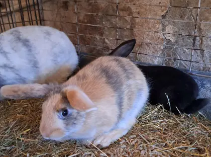 Zwergkaninchen zu verkaufen