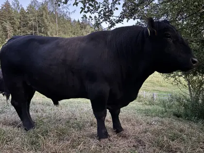 Reinrassiger Lowline-Angus-Sprungstier zu verleihen