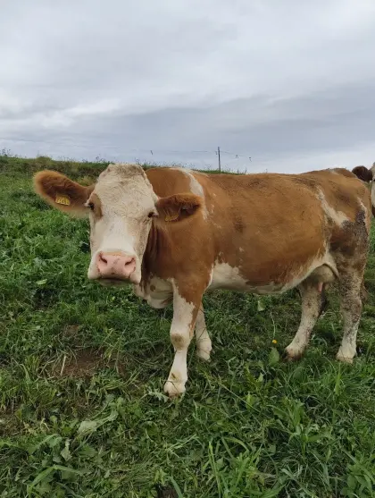 Trächtige Fleckviehkuh, genetisch hornlos, abzugeben