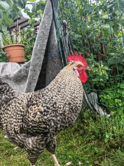 Wunderschöner Junghahn in schlachtfreies Zuhause abzugeben