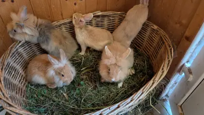 Löwenkopf-Zwergkaninchen in allen Farben zu verkaufen