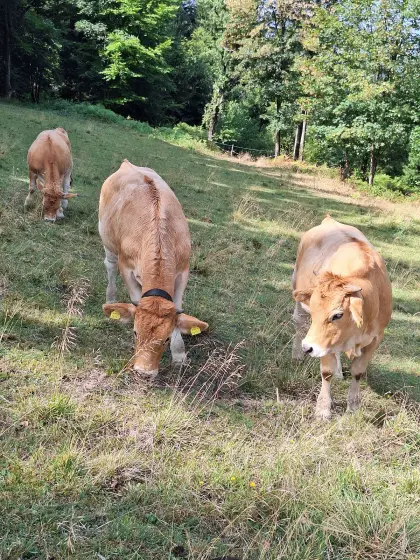 Murbodner Kalbinnen
